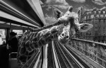 Animales tomando el metro de París 
